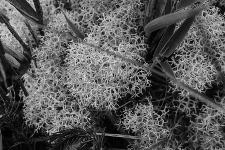 Cladonia, Líquen de Paramo #2