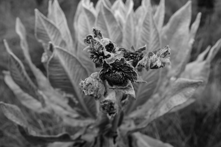 Flor de Frailejón #1