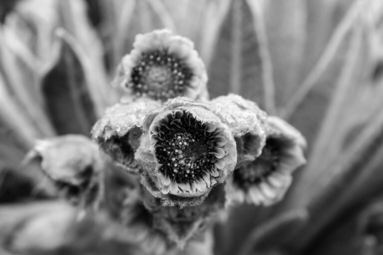 Flor del Frailejón #3