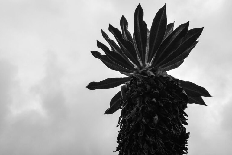 Frailejón en Contraluz #2