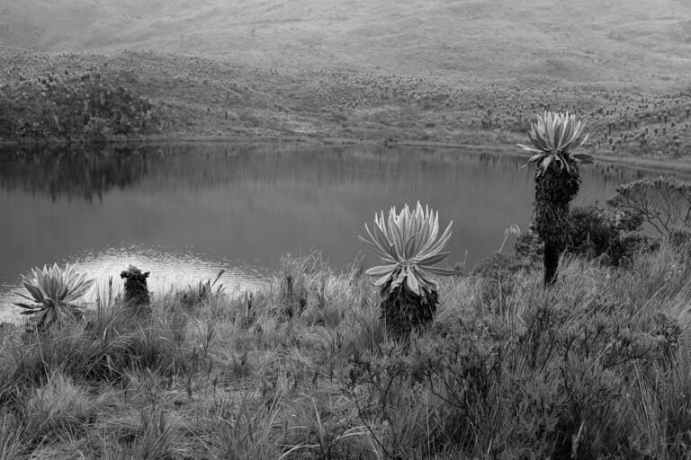 Frailejones y Laguna #1