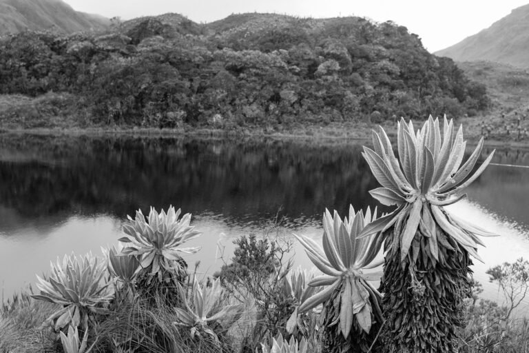 Frailejones y Laguna #2