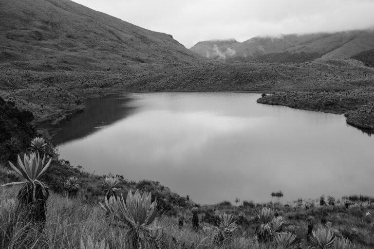 Frailejones y Laguna #5