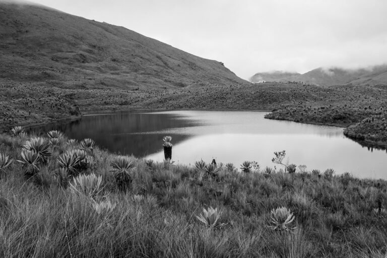 Frailejones y laguna #3