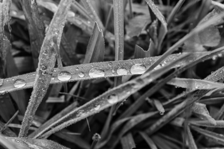 Gotas de agua sobre pasto #2