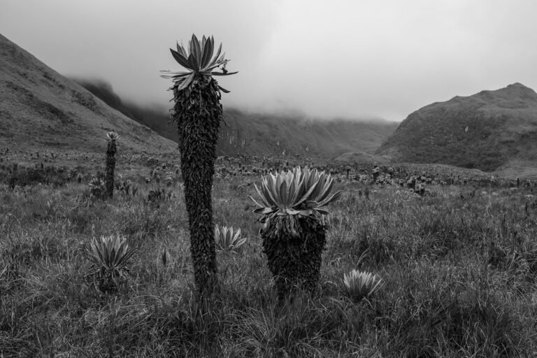 Paisaje de Páramo #1