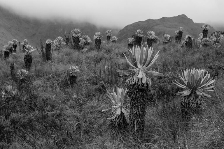 Paisaje de Páramo #3