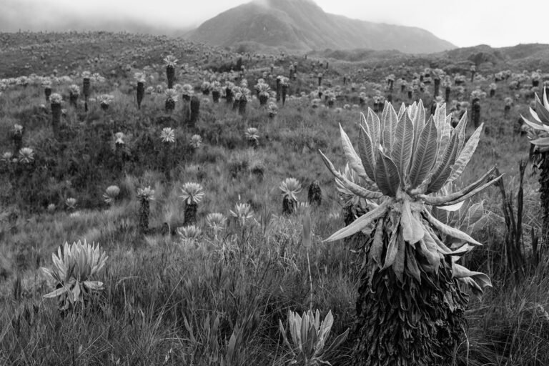 Paisaje de Páramo #4