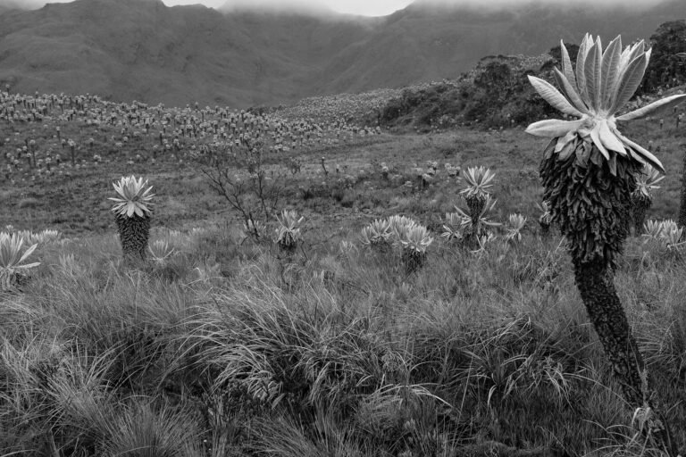 Paisaje de Páramo #5